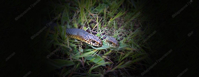 Змеи в магии. Приворот на змеиную кожу от мага Марианны