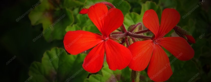 Магические свойства герани. Рассказывает Марианна