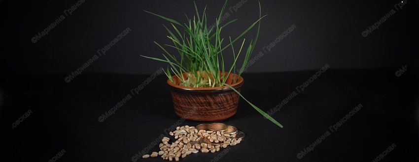 Два обряда на деньги с пшеницей от мага Марианны