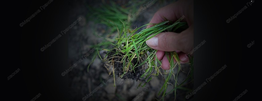 Как избавиться от конкурентов — обряды от мага Марианны