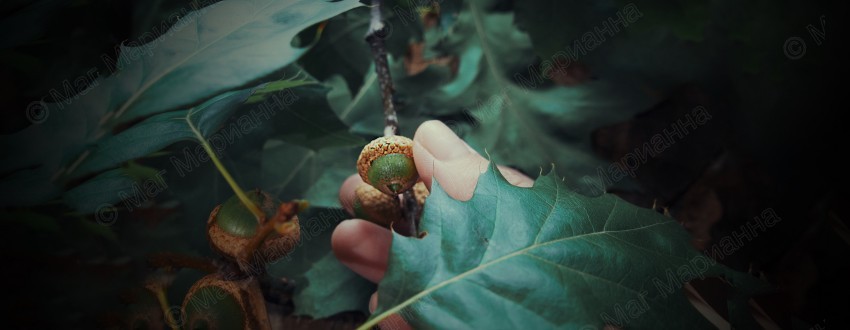 обряд с дубом и желудями, магия дуба