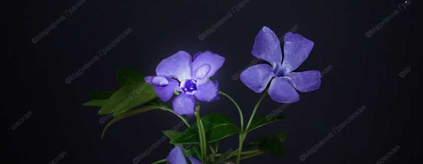 Обряды с росой от негатива и на молодость от мага Марианны