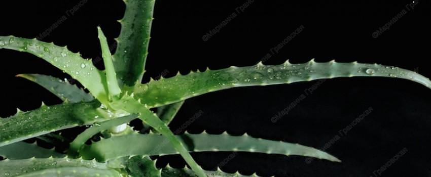 Магические свойства алоэ советы мага Марианны