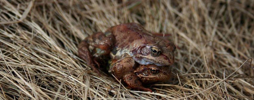 жабы и магия