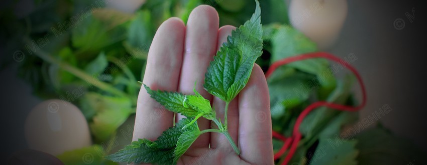 крапива в магии