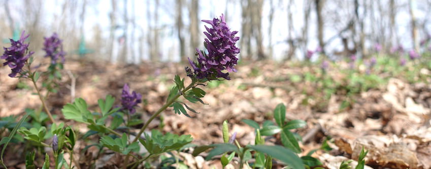 монастырские цветы