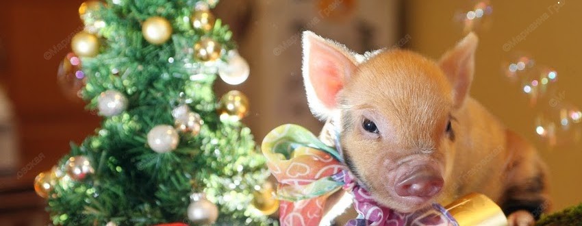 маг Марианна: как правильно встречать Новый 2019 год