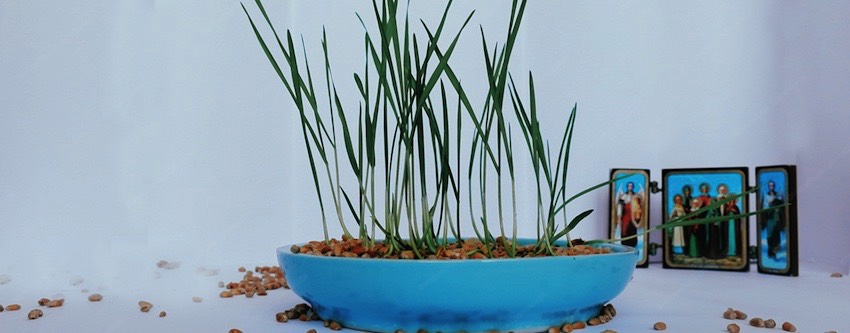 снятие приворота пшеницей