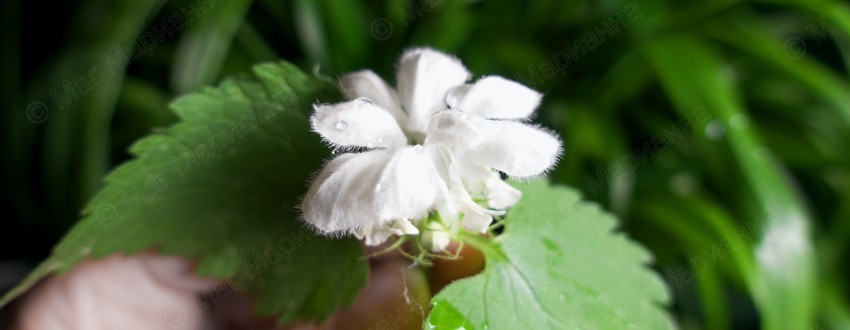 Заговоры на росу на здоровье, от негатива