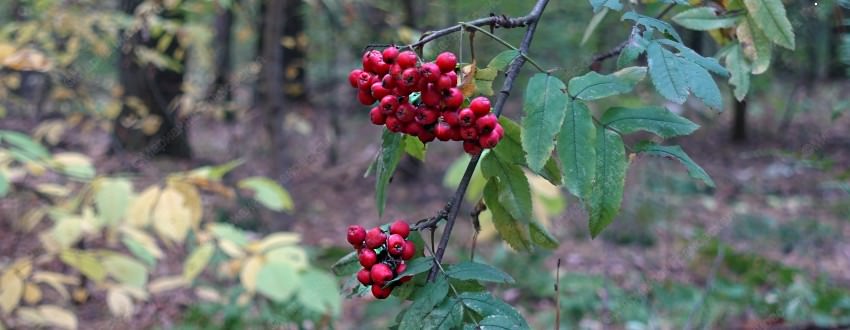 Рябина для остуды на себя, обряд от мага Марианны