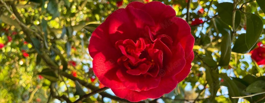 Кармический коридор затмений